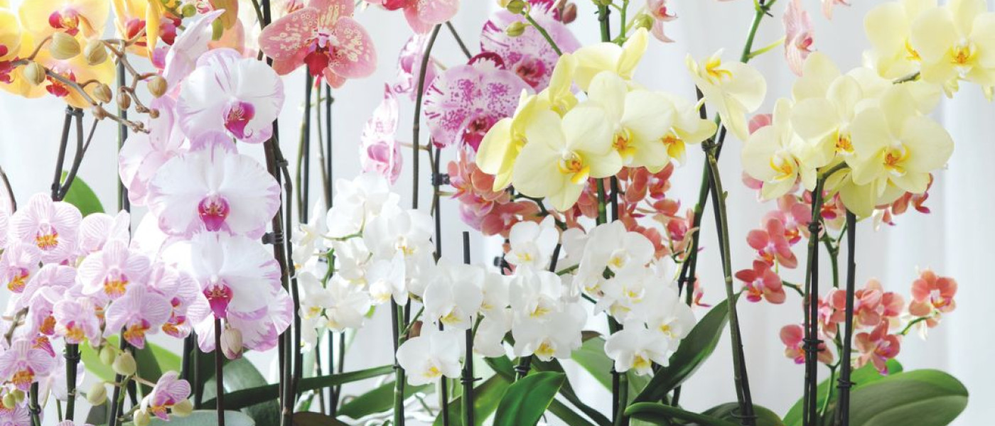 Moderne Zimmerpflanzen