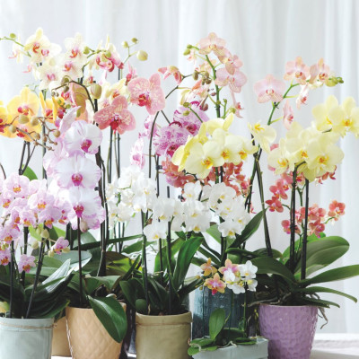 <? $page->title() ?>