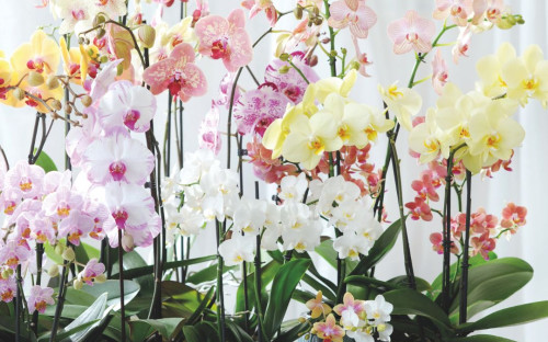 <? $page->title() ?>