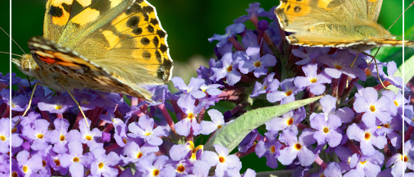 Musthaves f&uuml;r ein Schmetterlingsparadies