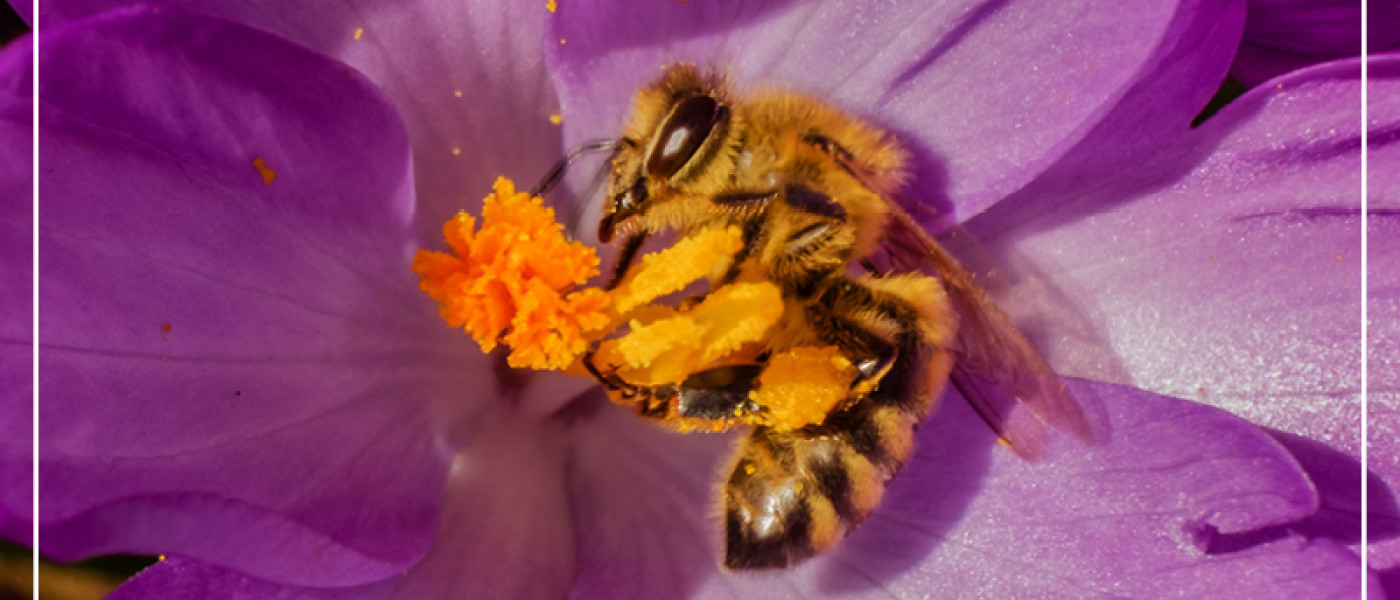 Mutige Fr&uuml;hlingsboten