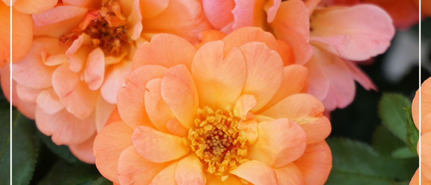 Muttertag steht vor der T&uuml;r