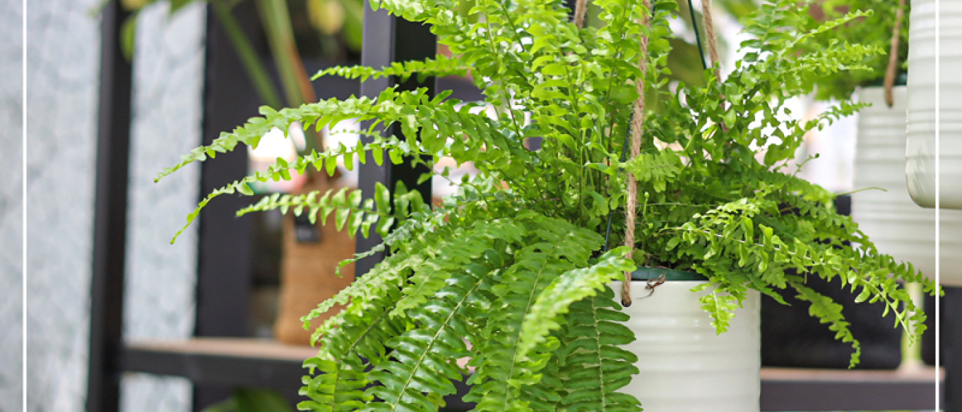 Nat&uuml;rliche Schadstoffkiller - Bessere Luftqualit&auml;t durch Pflanzen