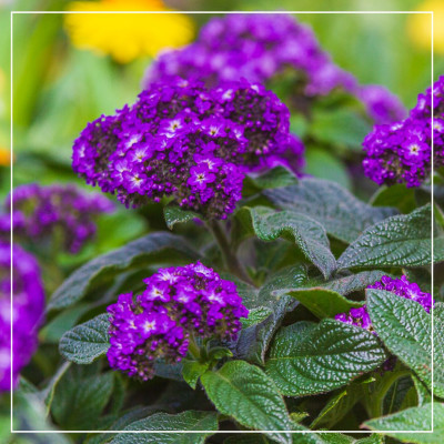 <? $page->title() ?>