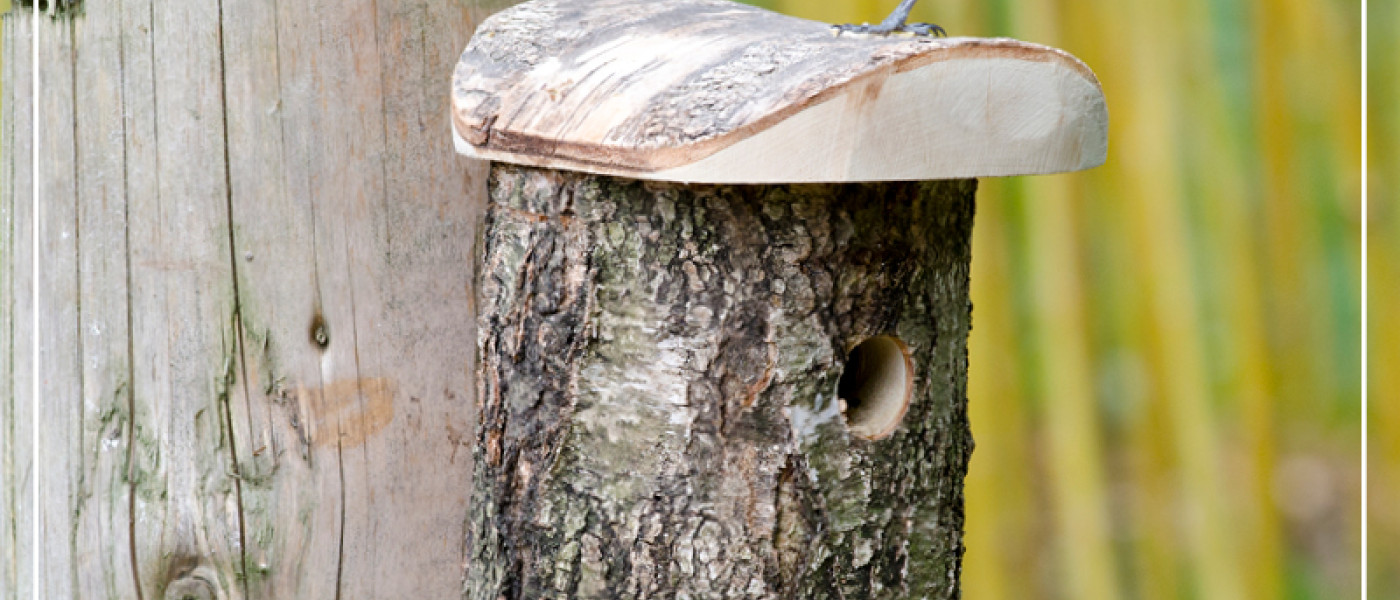 Nistpl&auml;tze einrichten: Wo V&ouml;gel gerne wohnen