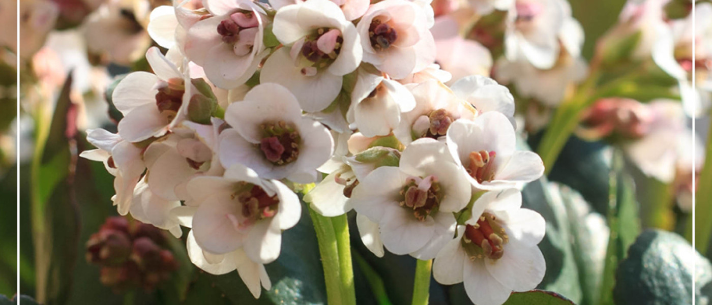 Sch&ouml;nheiten aus Omas Staudengarten