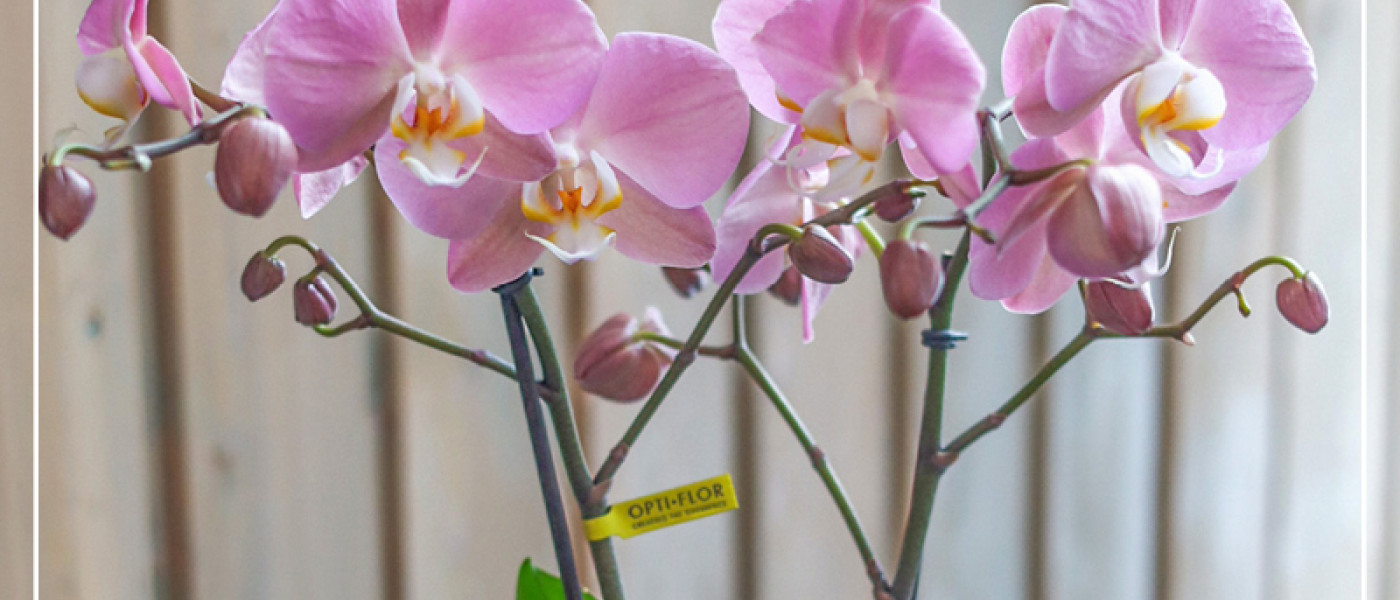 Orchideen - eine edle Geschenkidee f&uuml;r alle Pflanzenfreunde!