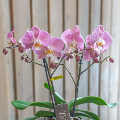 <? $page->title() ?>