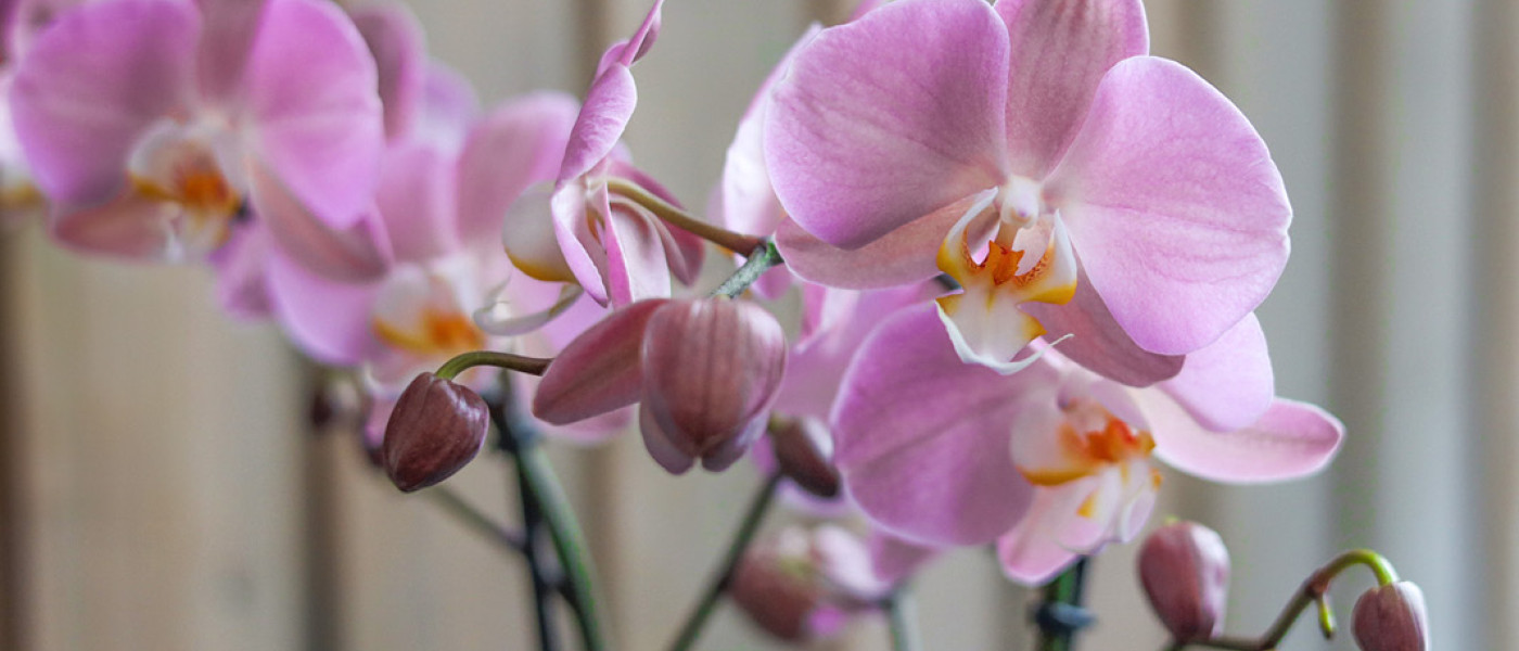 Orchideen - eine edle Geschenkidee für alle Pflanzenfreunde!