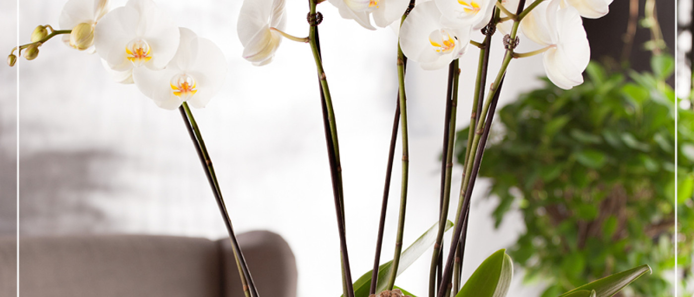 Orchideen - Exotische Sch&ouml;nheiten und zauberhafte Geschenkidee