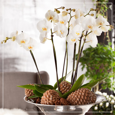 <? $page->title() ?>