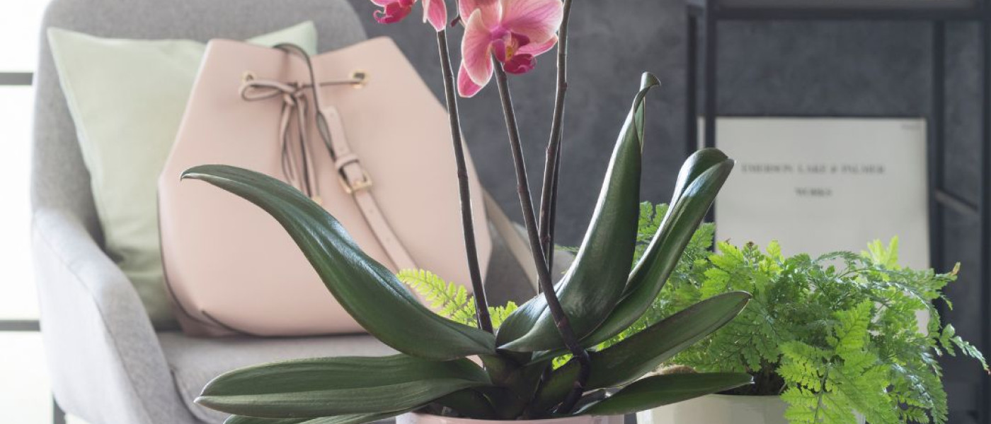 Orchideen – Exotische Schönheiten & zauberhafte Geschenkidee