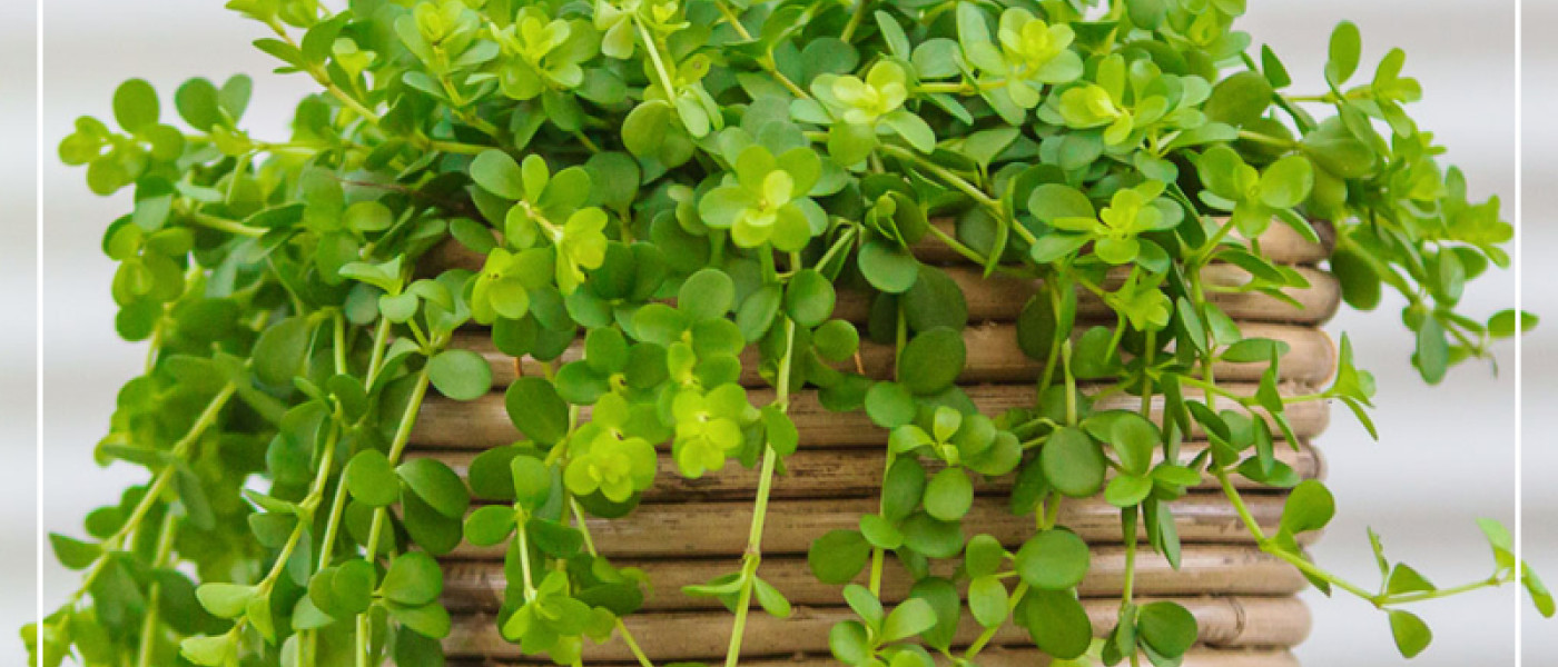 Peperomia &ndash; frischer Hingucker auch ohne gr&uuml;nen Daumen!