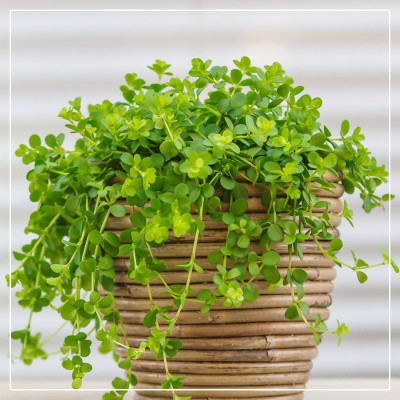 <? $page->title() ?>