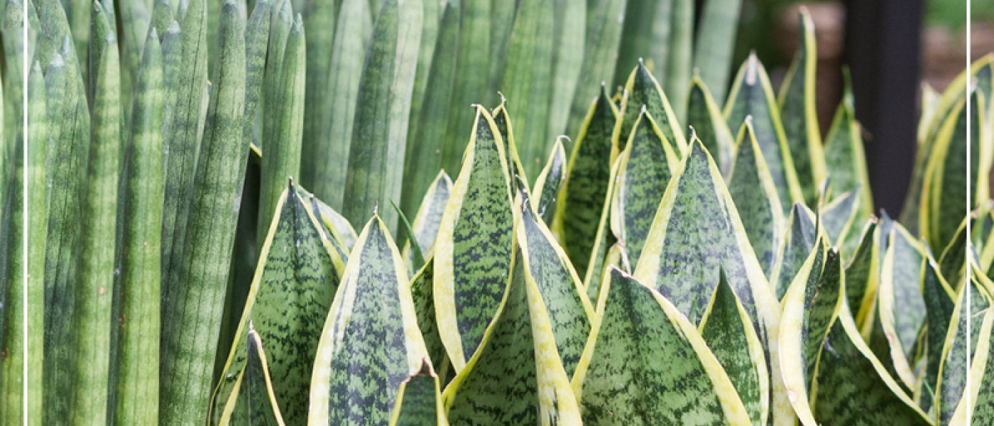 Pflanzen f&uuml;r gute Luft und gute Laune