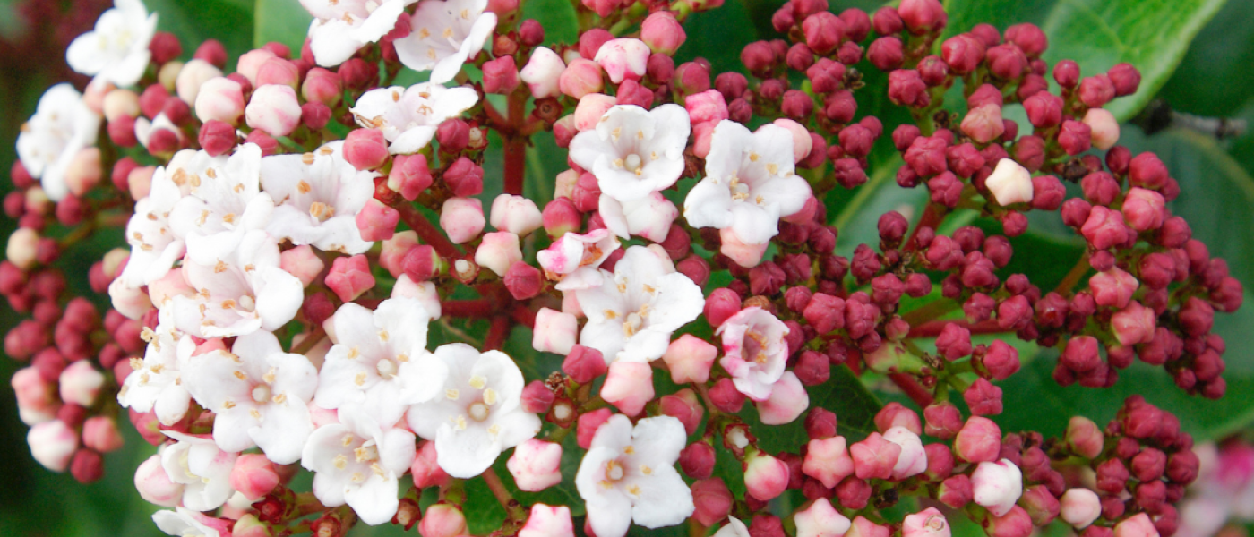 Pflanzen statt aufr&auml;umen &ndash; jetzt beginnt die zweite Gartensaison