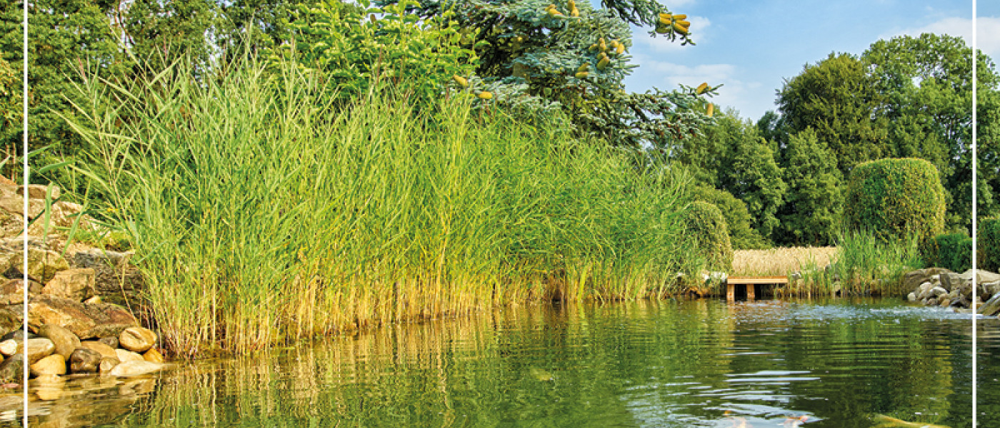 Pflege für den Gartenteich