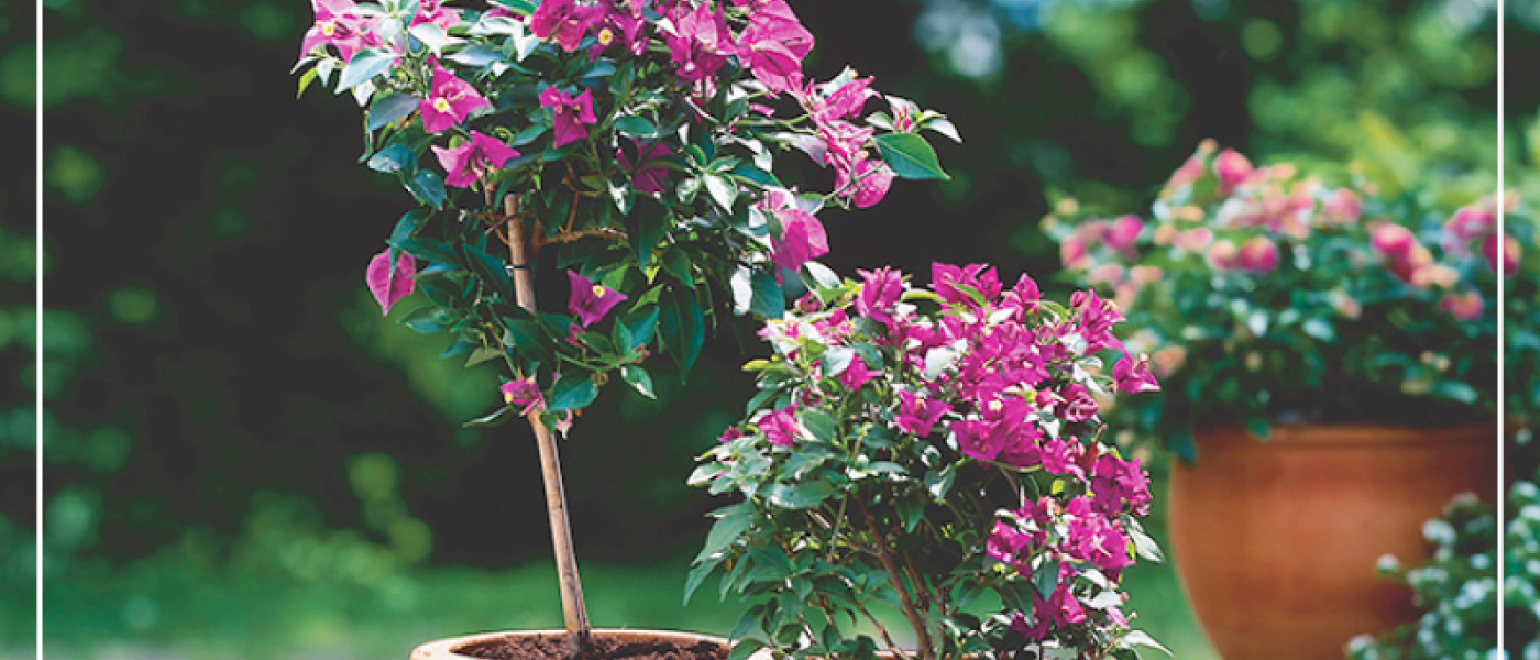 Pflegetipps f&uuml;r die Sommertage