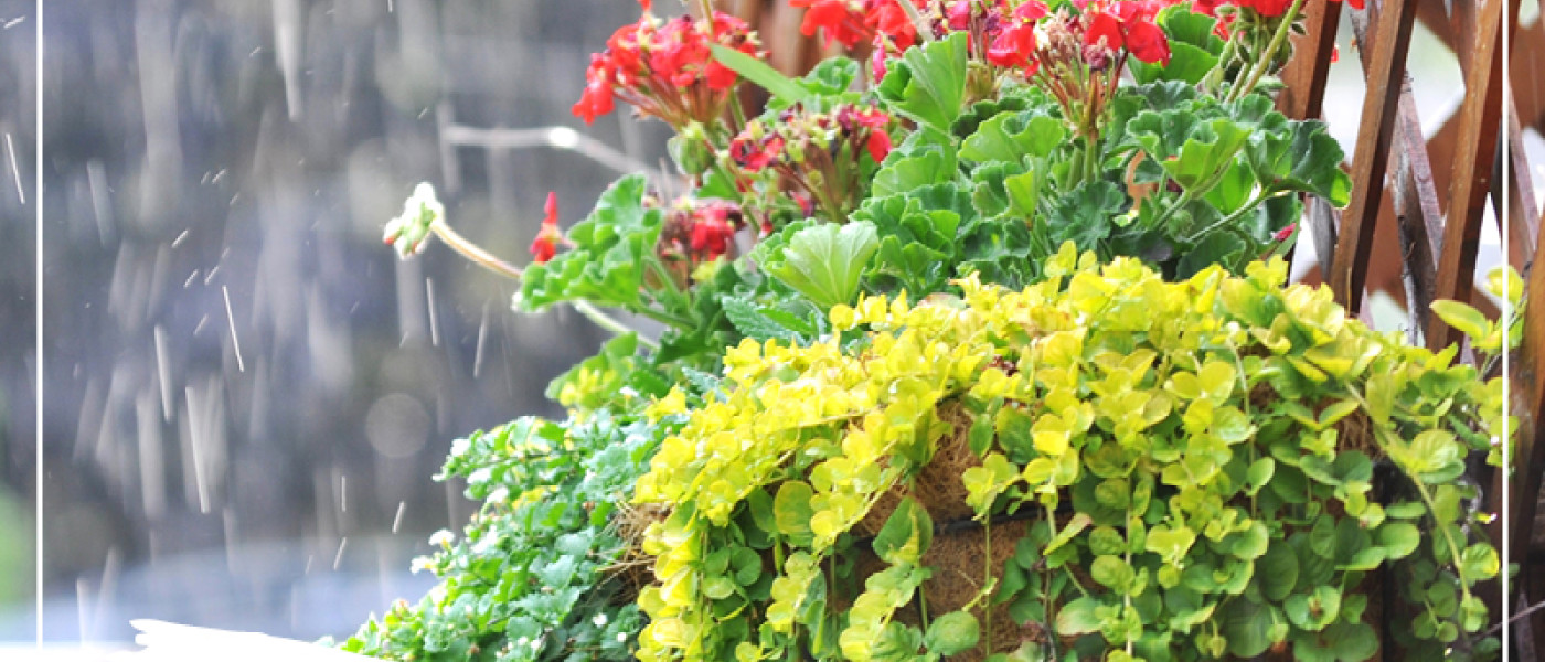 Pflegetipps f&uuml;r verregnete Sommertage