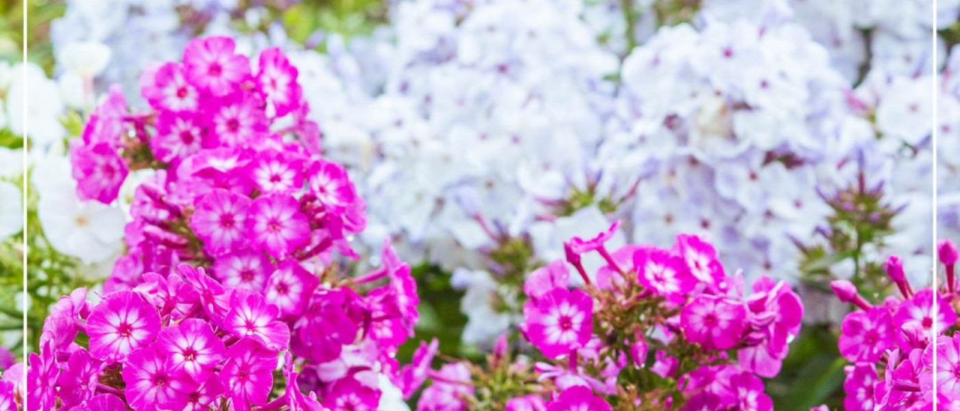 Phlox - Die farbenpr&auml;chtige Seele des Sommergartens