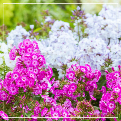 <? $page->title() ?>