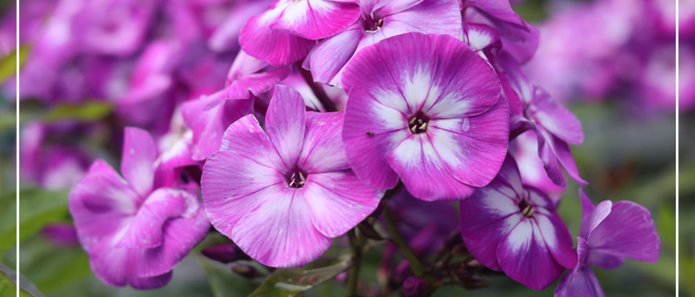 Phlox: Farbspektakel f&uuml;r Euren Garten
