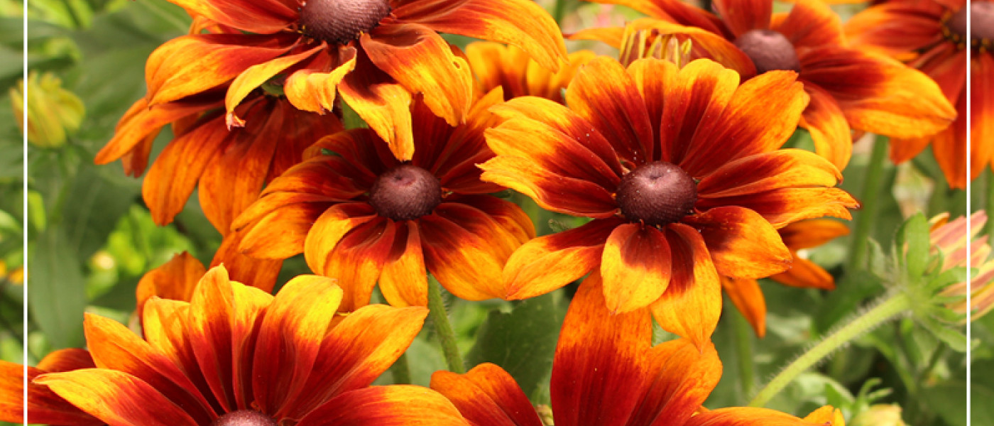 Pr&auml;riestauden bringen Farbe in Sommergarten