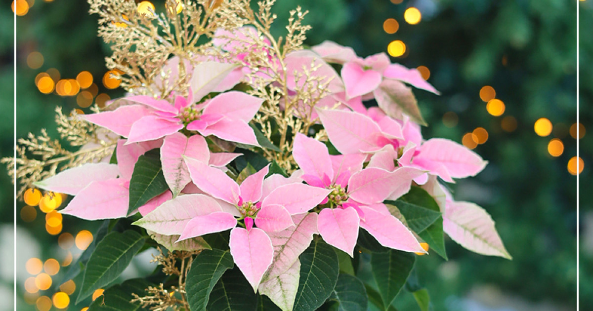 Rostock Gartencenter | Princettia - Trendige Sterne fr den Herbst!