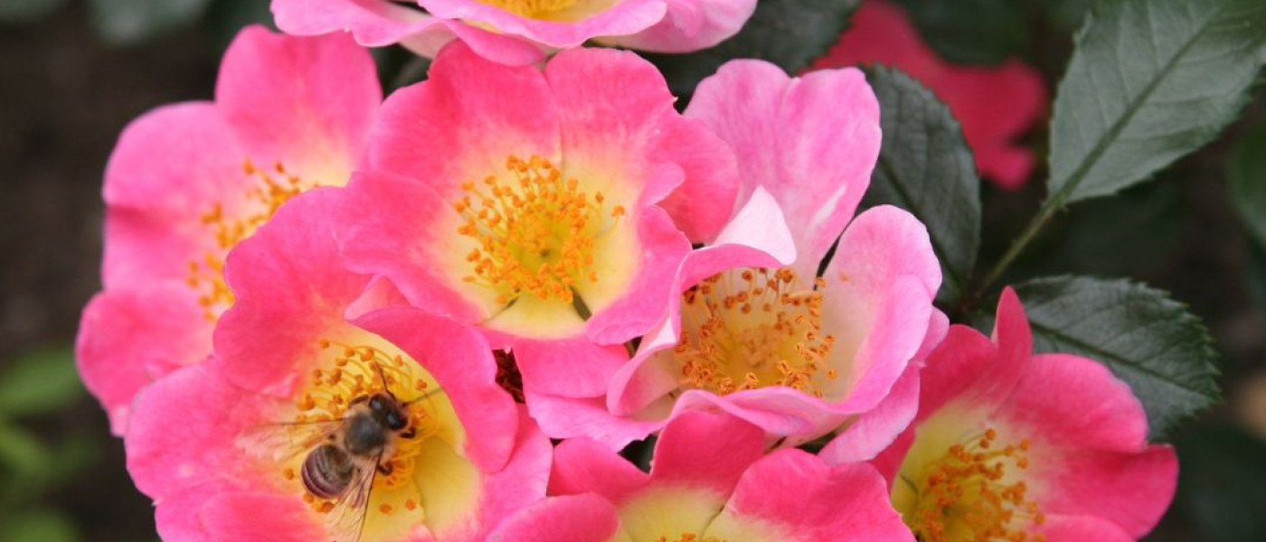 Rosen & Bienen &ndash; das Traumpaar f&uuml;r einen lebendigen Garten