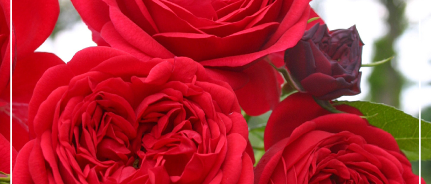 Rosen - Die neuen Harten für den Garten