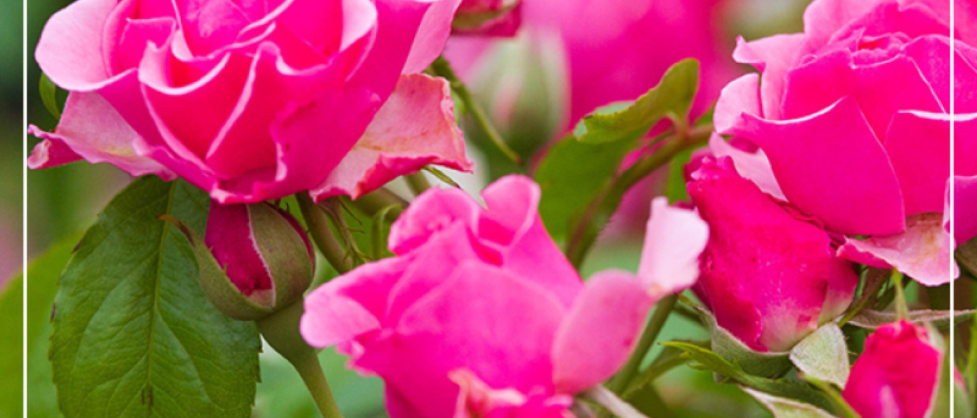 Rosentr&auml;ume im Garten