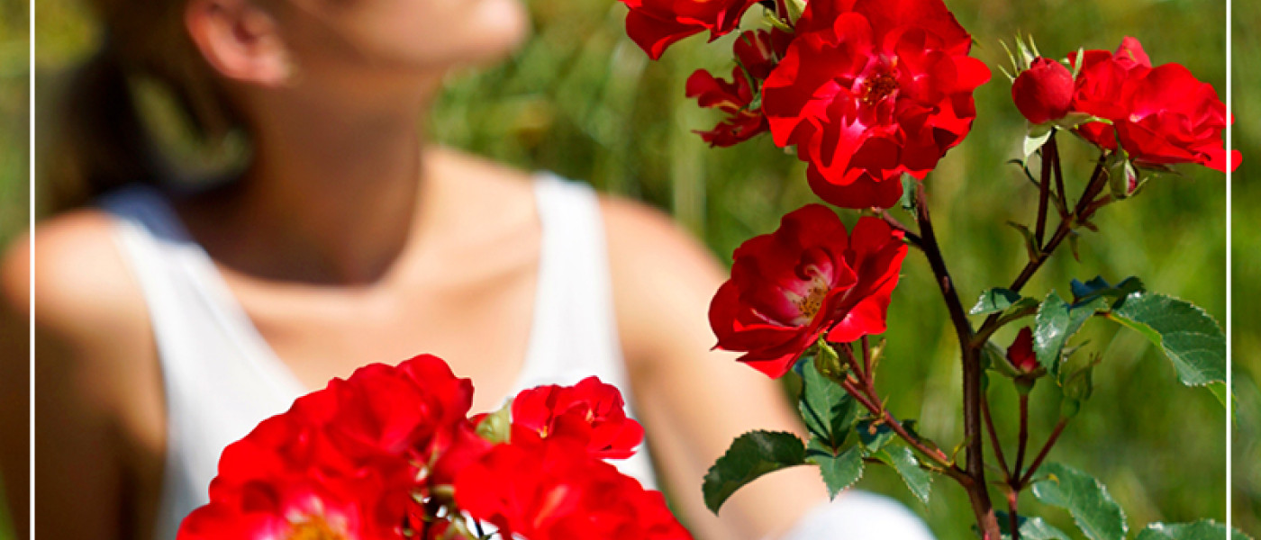 Rosy Boom - unkomplizierte Rosenpracht