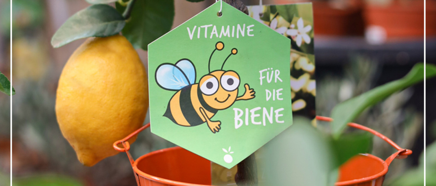 Schmackhafte Ernte, einfach exotisch lecker!