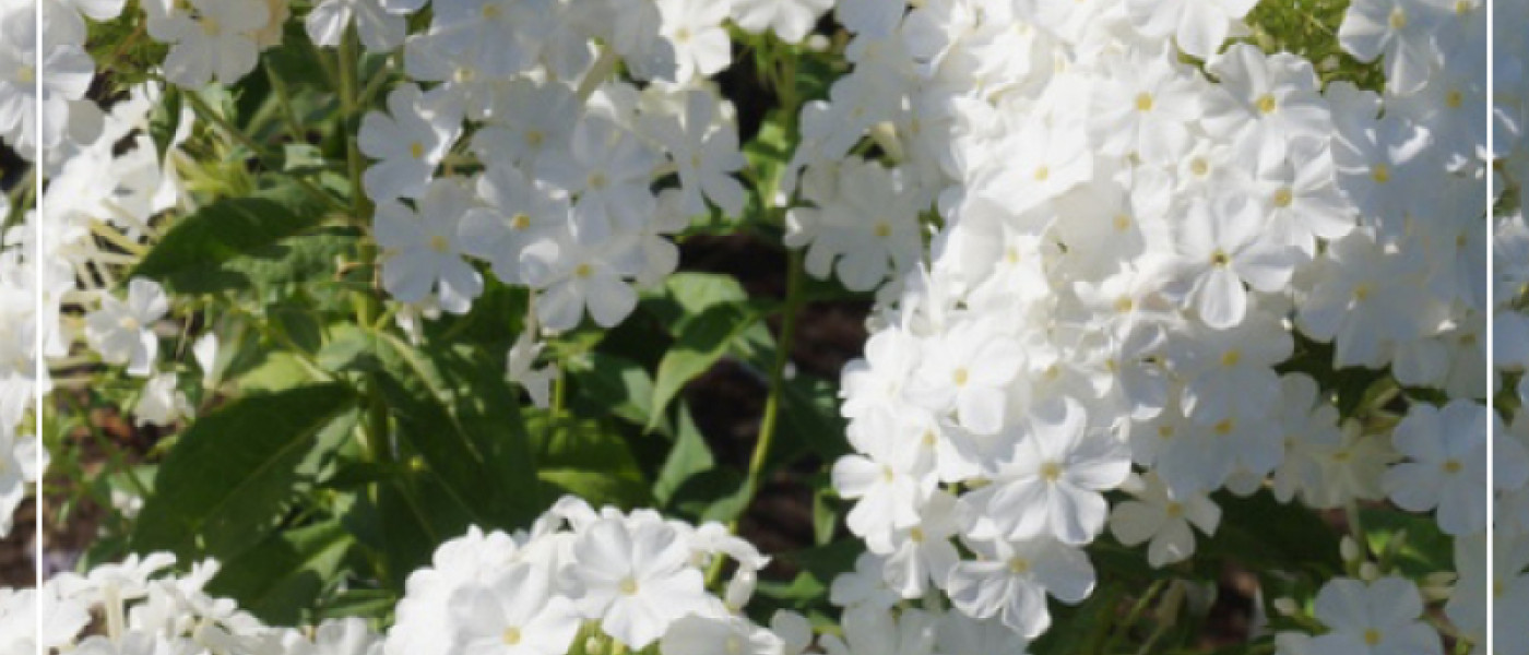 Schmuddelwetter? Zeit f&uuml;r die Gartenplanung