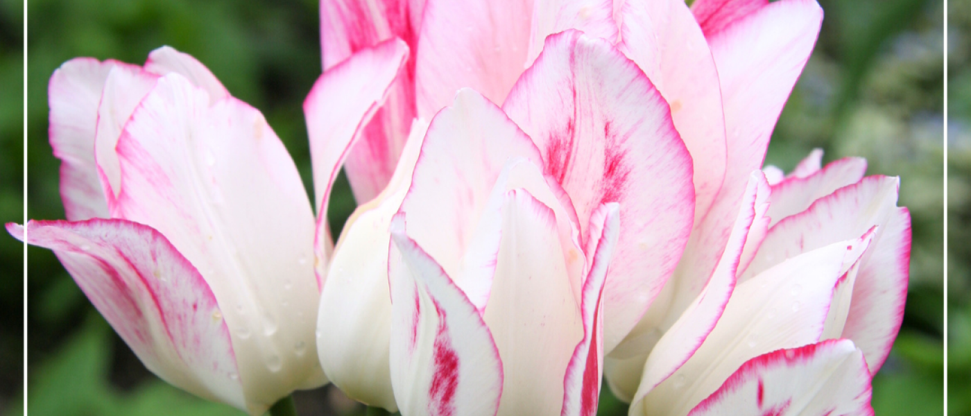 Schon jetzt an den kommenden Fr&uuml;hling denken