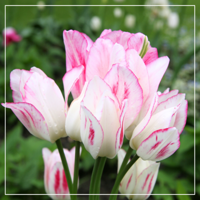 <? $page->title() ?>