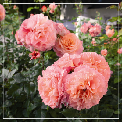 <? $page->title() ?>