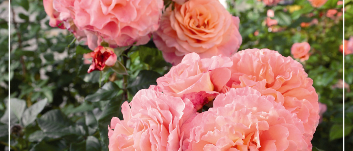 So duftet der Sommer: Rosen für alle Sinne