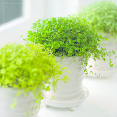 <? $page->title() ?>