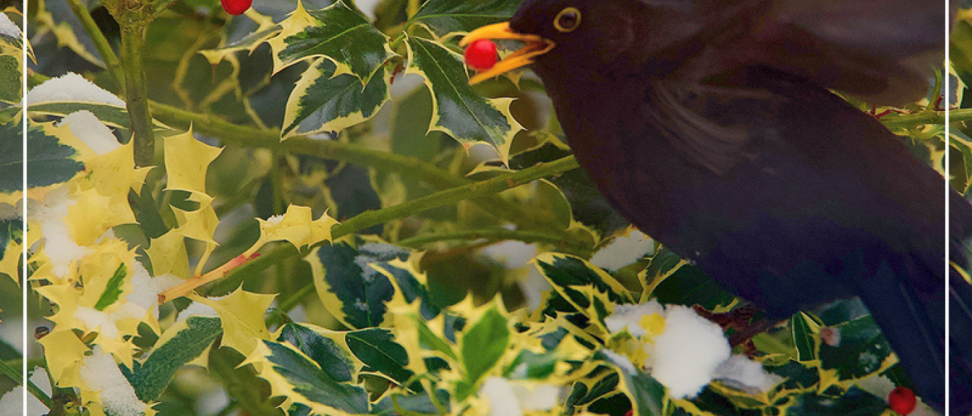 So macht Ihr Euren Garten vogelfreundlich