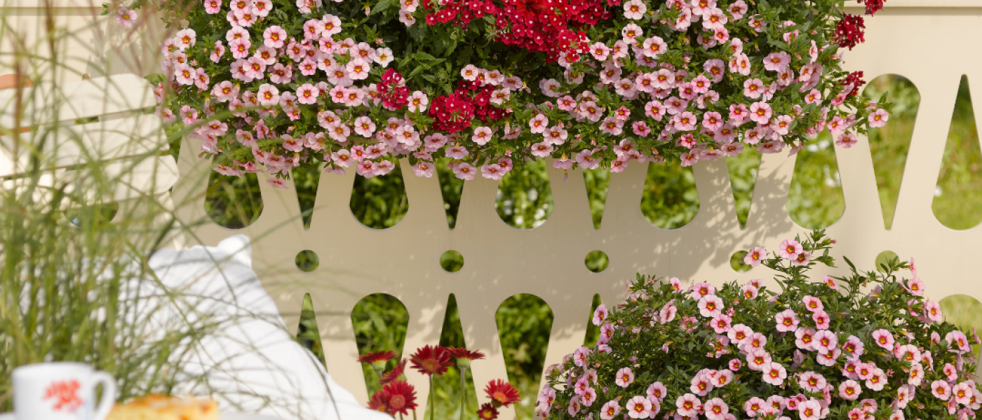So verl&auml;ngern Sie die Bl&uuml;tezeit von Sommerblumen