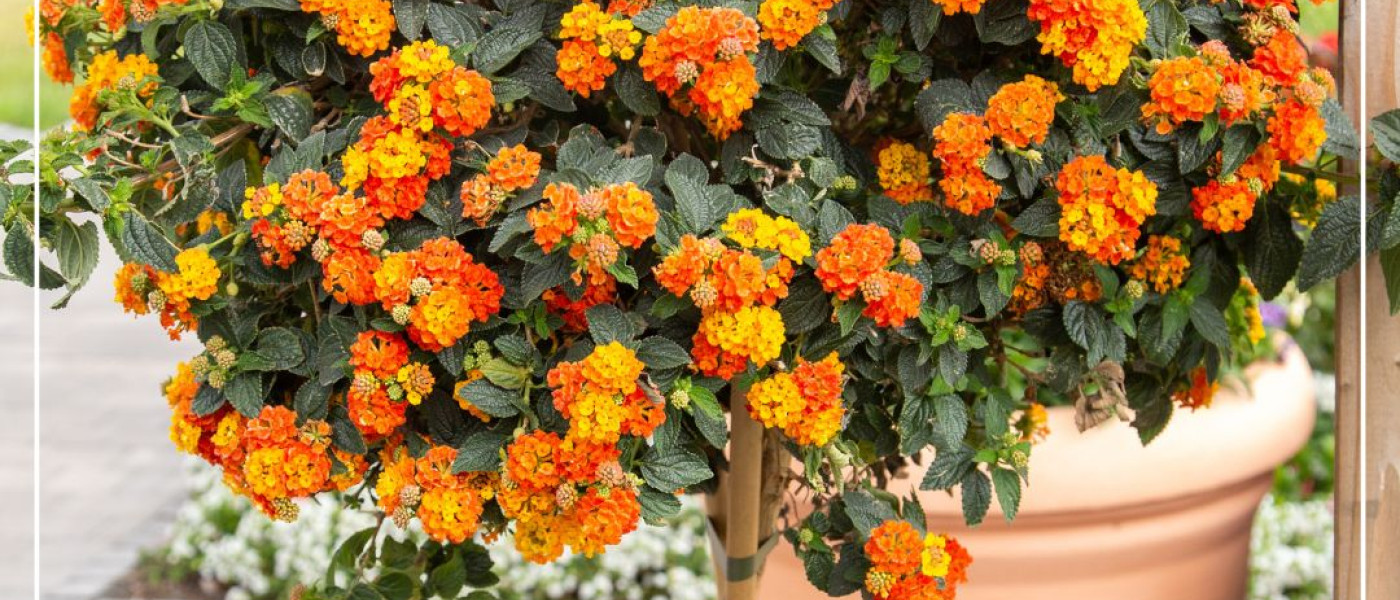 Sommer, Sonne, Bl&uuml;tenpower &ndash; K&uuml;belpflanzen, die begeistern!