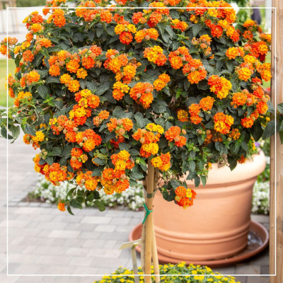 <? $page->title() ?>