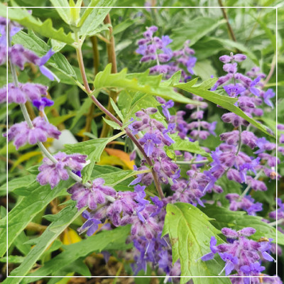 <? $page->title() ?>