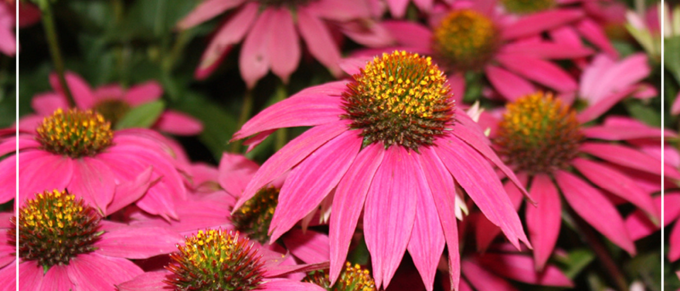 Sonnenh&uuml;te - Trendpflanze mit Charme