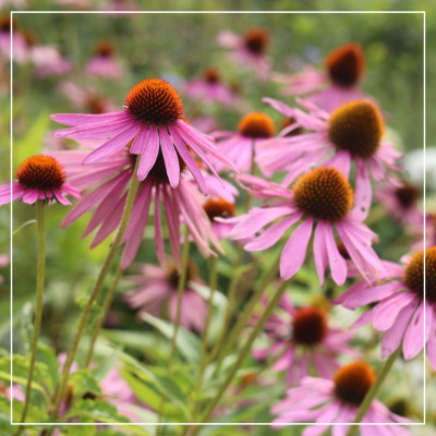 <? $page->title() ?>