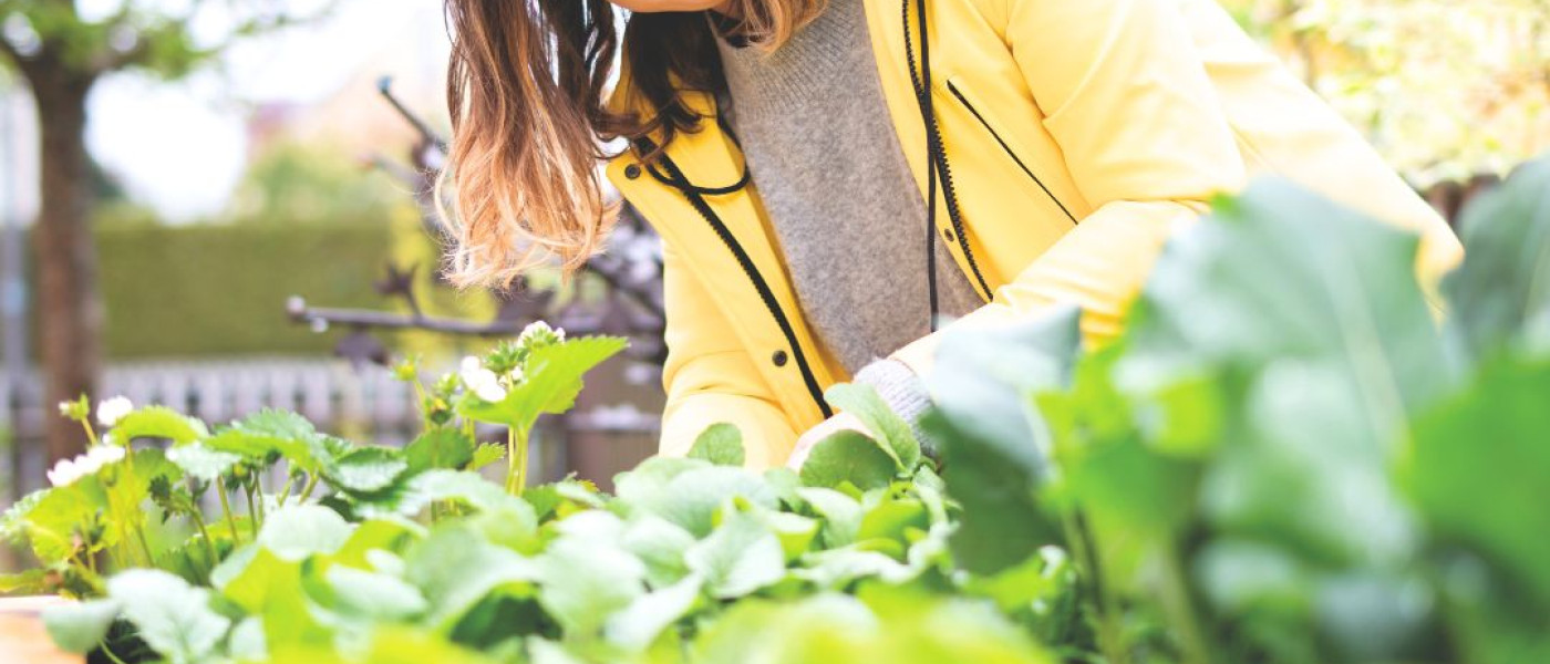 Sp&auml;tes Auss&auml;en von Gem&uuml;se