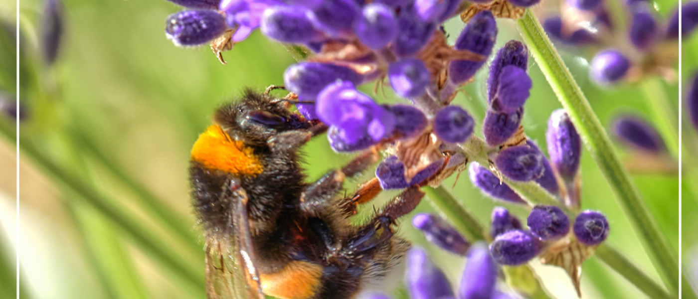 Stauden und Gehölze als Bienenschmaus