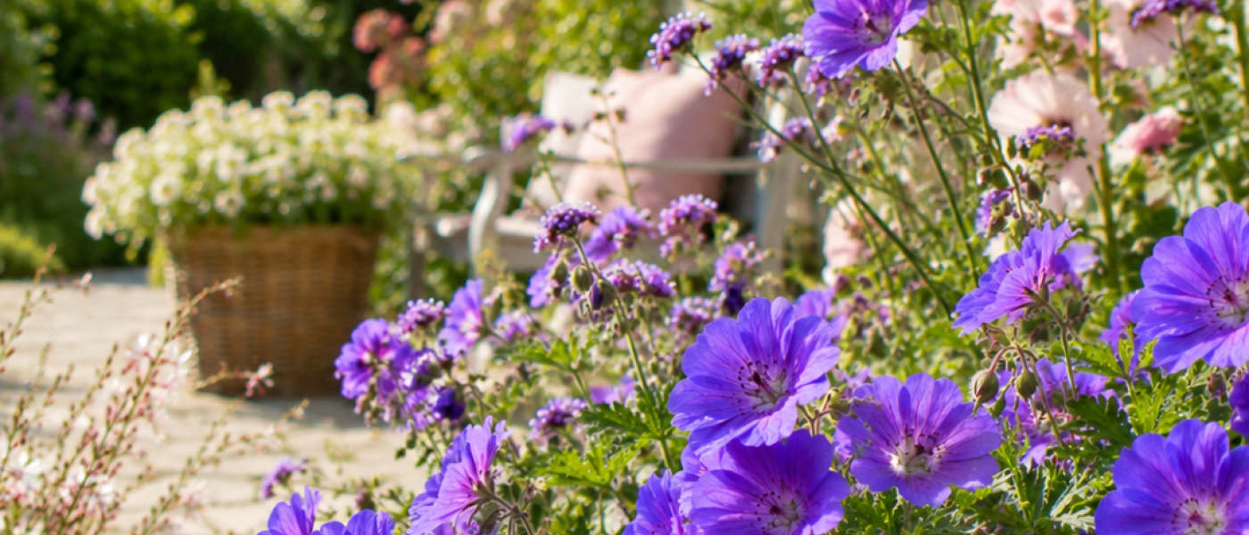 Staudenliebe im Hochsommer &ndash; jetzt zieht Farbe in den Garten ein