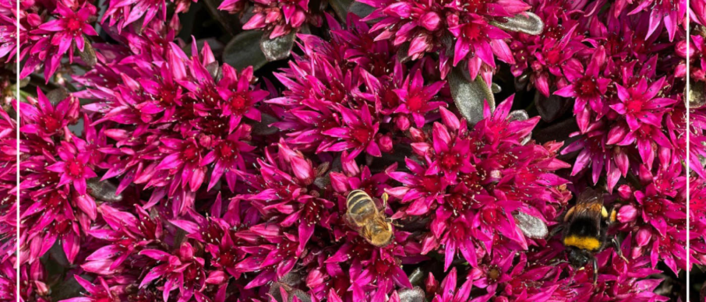 Steinrose und Co - pflanzen Sie &Uuml;berlebensk&uuml;nstler!